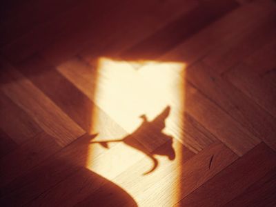 Bright morning light reflecting on wooden floor