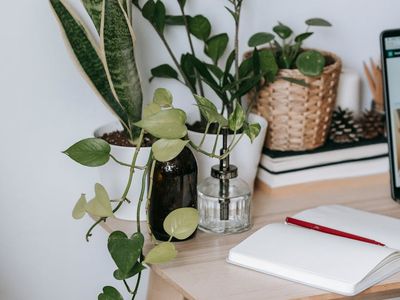 Minimalist desk setup with green plant